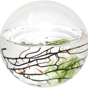 Self Sustaining Ecosphere
